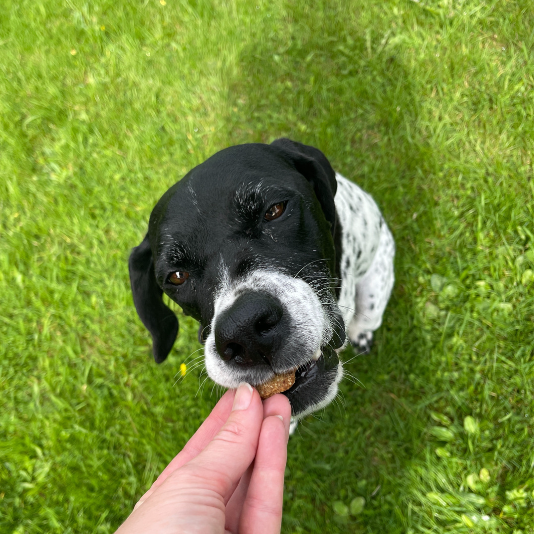 can dogs eat protein powder