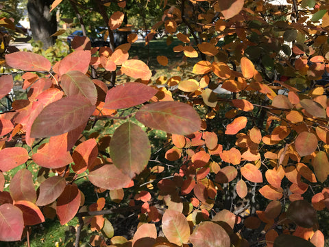 Red, orange and yellow leaves on a serviceberry