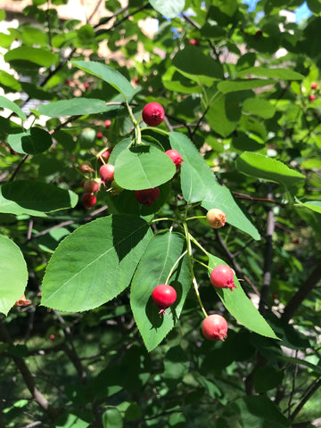 Serviceberries hanging among green leaves