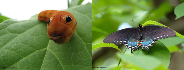 Spicebush swallowtail caterpillar and butterfly