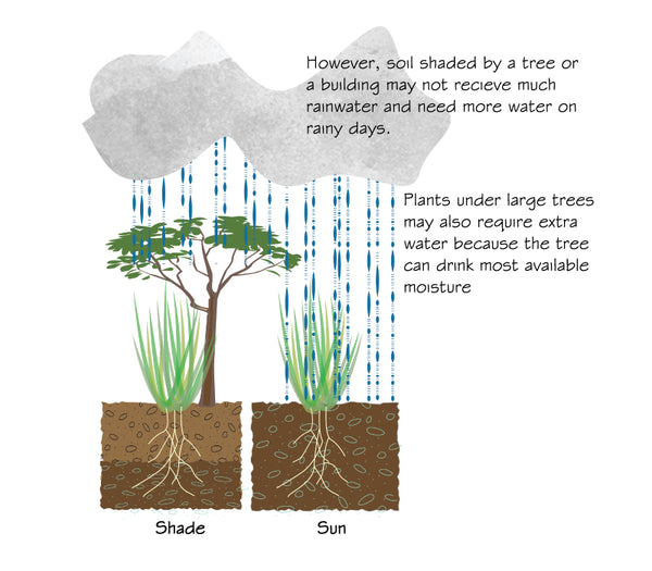 However, soil shaded by a tree or a building may not recieve much rainwater and need more water on rainy days. Plants under large trees may also require extra water because the tree can drink most available moisture.