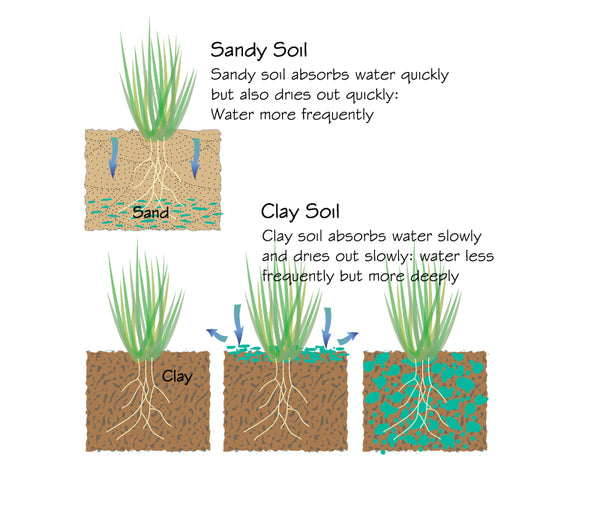 Sandy soil absorbs water quickly but also dries out quickly:  Water more frequently.  Clay soil absorbs water slowly and dries out slowly: water less frequently but more deeply.
