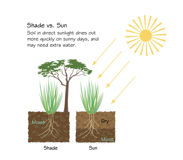 Soil in direct sunlight dries out more quickly on sunny days, and may need extra water.