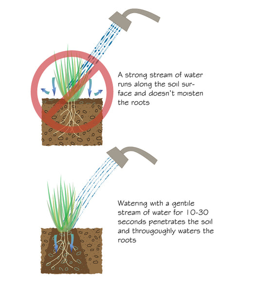 A strong stream of water runs along the soil surface and doesn’t moisten the roots. Watering with a gentile stream of water for 10-30 seconds penetrates the soil and througoughly waters the roots.