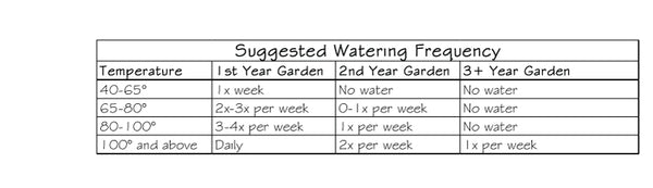 In the first year, if the temperature is 40-65 degrees, water once a week. If the temperature is 65-80, water 2-3 times per week. If the temperature is 80-100 degrees, water 3-4 times a week. If the temperature is 100 degrees or above you should water daily. In the second, year, if the temperature is 40-65 degrees, don't water. If the temperature is 65-80, water once a week or every other week. If the temperature is 80-100 degrees, water once a week. If the temperature is 100 degrees or above water once a week. After the second, year, if the temperature is 40-65 degrees, don't water. If the temperature is 65-80, don't water. If the temperature is 80-100 degrees, don't water. If the temperature is 100 degrees or above water once a week.