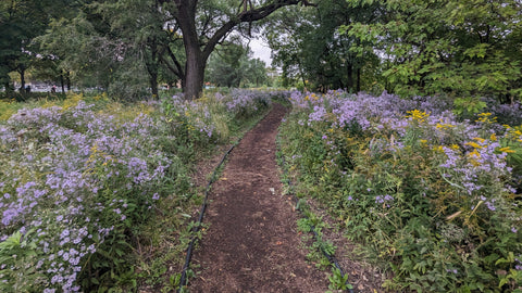 Asters in Horner Park