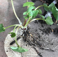 Lesser Celandine Roots