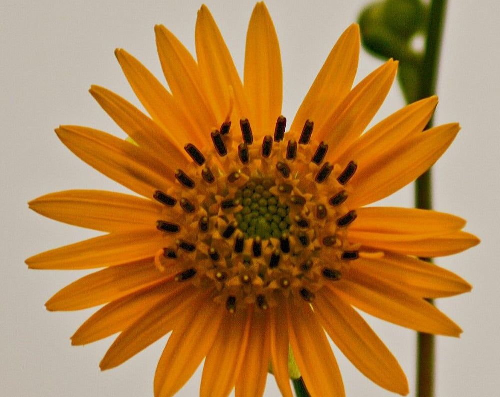 Silphium terebinthinaceum-Prairie Dock - Red Stem Native Landscapes