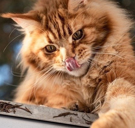 Comment Se Promener Avec Son Chat Harnais Et Laisse Chic Chat Chic Et Chat