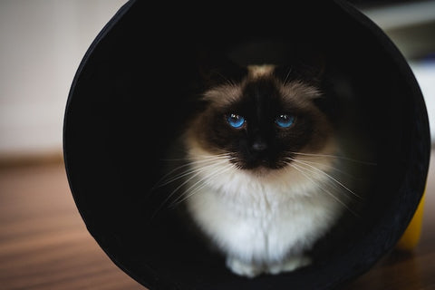 Tunnel pour chat
