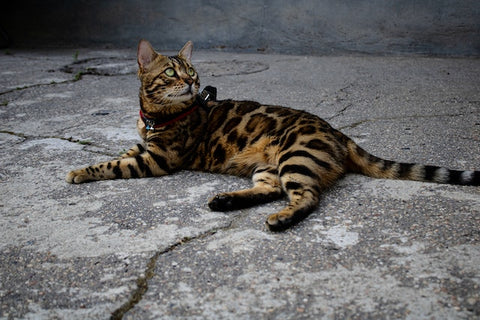 Le bengal