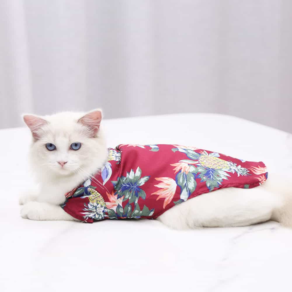 Deguisements Vetements Et Accessoires Pour Chats Chic Et Chat