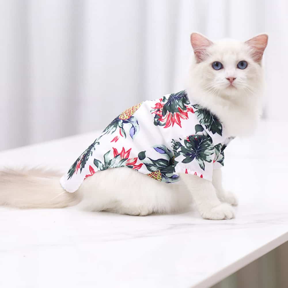 Deguisements Vetements Et Accessoires Pour Chats Chic Et Chat