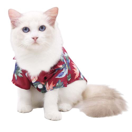 Deguisements Vetements Et Accessoires Pour Chats Chic Et Chat