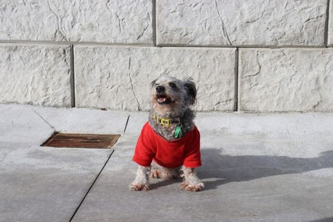 Snoopy sitting in front of a Stonebloc retaining wall