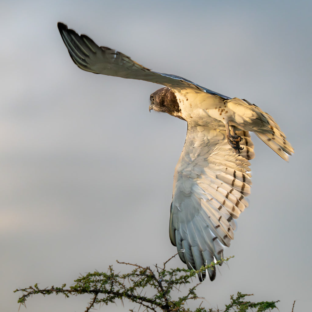 ic:African Martial Eagle in Flight