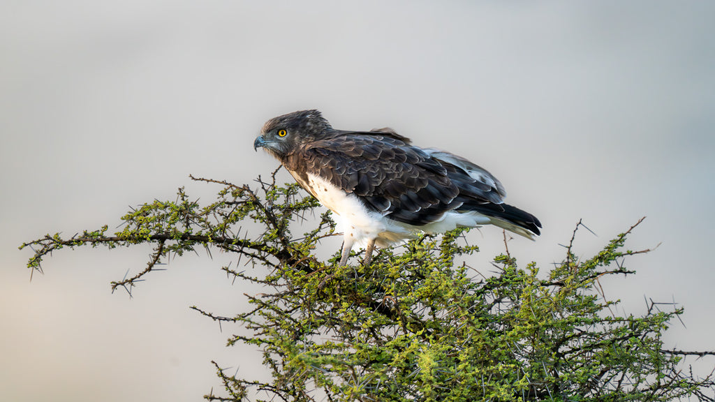 IC:African Martial Eagle perched on a branch