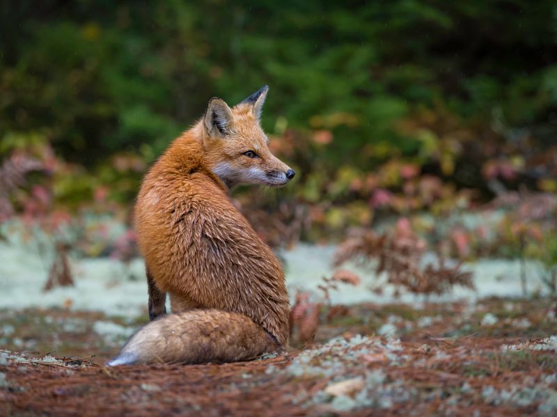 ic:Algonquin Provincial Park Wildlife - Fox looking back