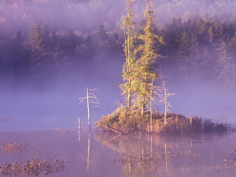 ic:Photo of tree in the mist at Algonquin Provincial Park