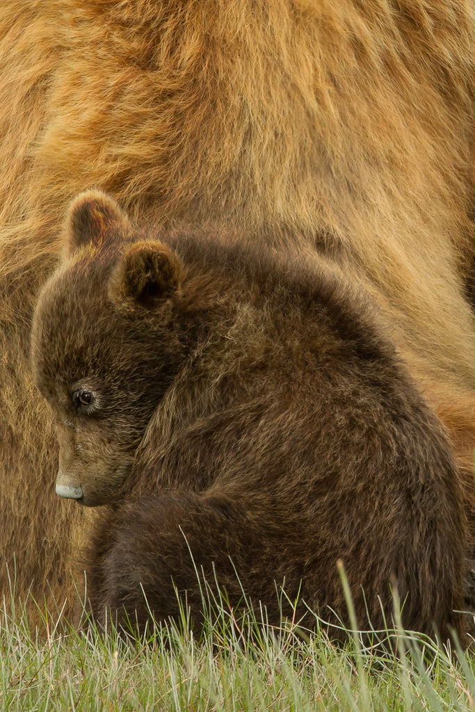 ic:Baby brown bear with mother in Alaska