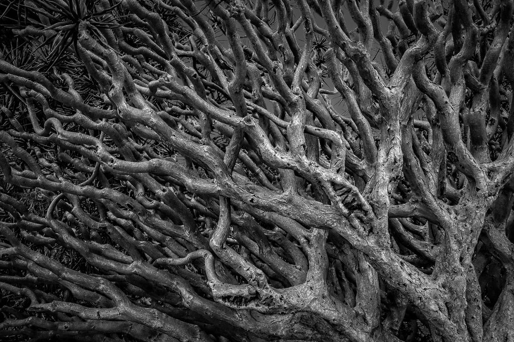 Chaos in nature represented by a tangle of branches