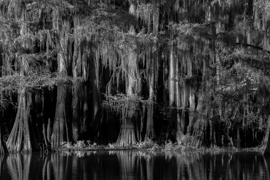 ic:Cypress Tree Swamp Forest in Black and White Lake Cado Texas