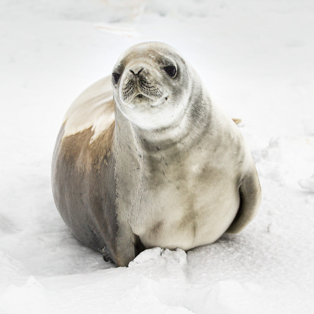 ic:Direct portrait of a large seal in Antarctica