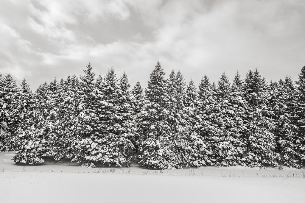 ic:Fresh snow winter forest Haliburton, Ontario, Canada