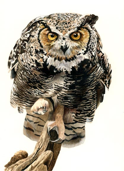ic:Great Horned Owl, by Bob Nolin. This was one of the last traditional-media works I did before switching to digital. Medium: ink, watercolor, acrylic, and colored pencil. It took FOREVER.