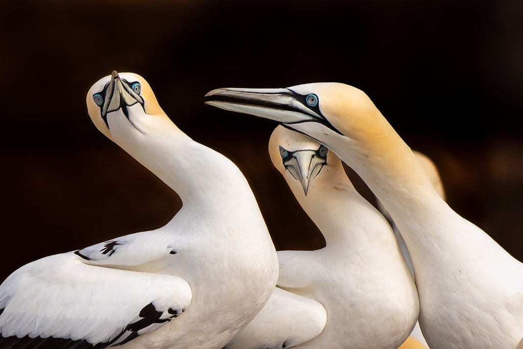 ic:Gannet seabirds Bonaventure Island Gaspe Quebec Canada