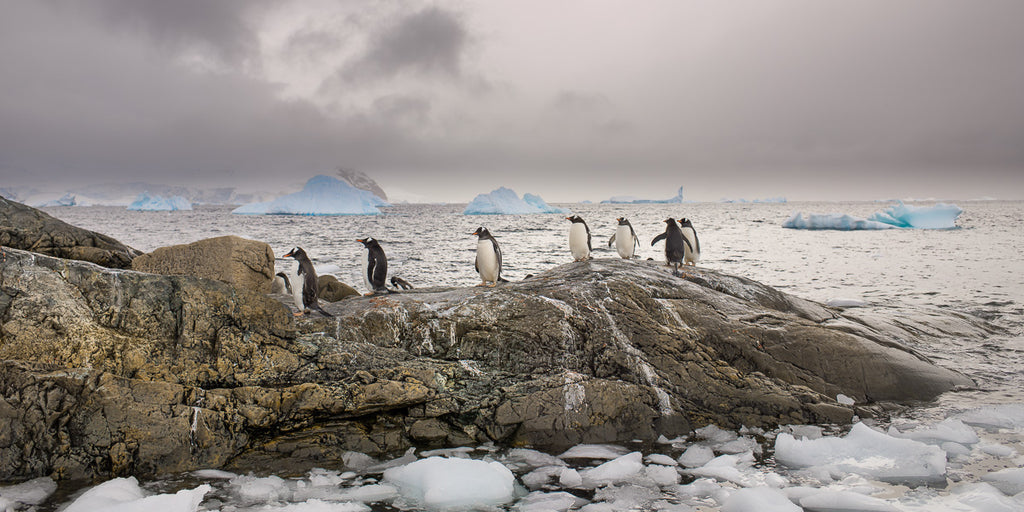 ic:Gentoo Penguins in a row walking on a rock