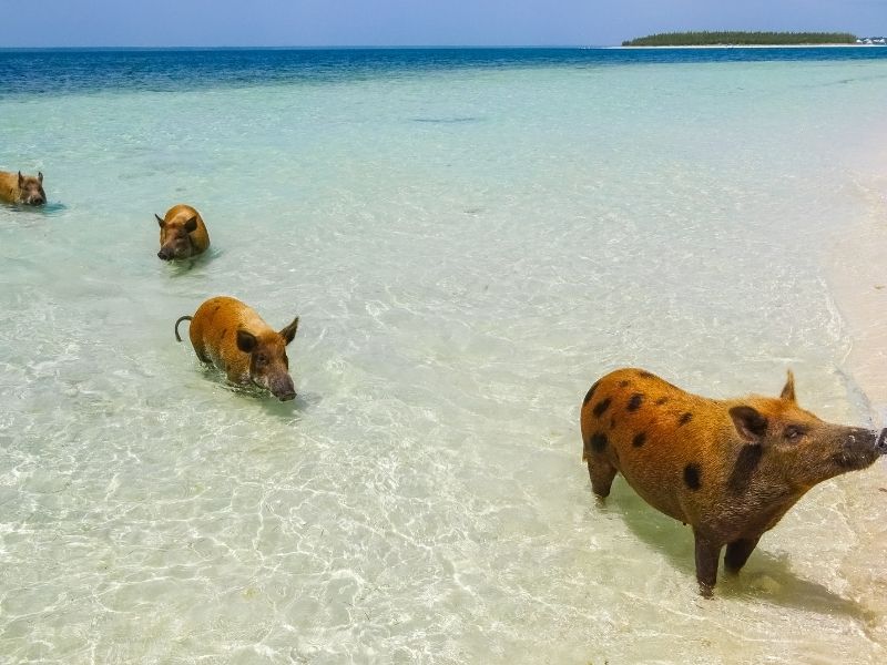 ic: Family of pigs walking in shallow water in Pig Beach Bahamas