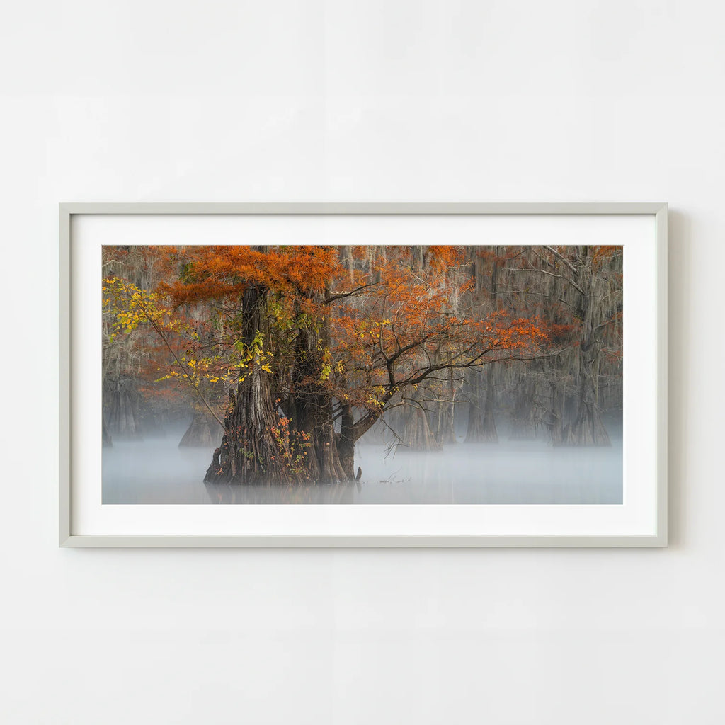 ic:Misty Morning at Caddo Lake - Majestic Cypress Trees | Dan KosmayerPhoto Art Print