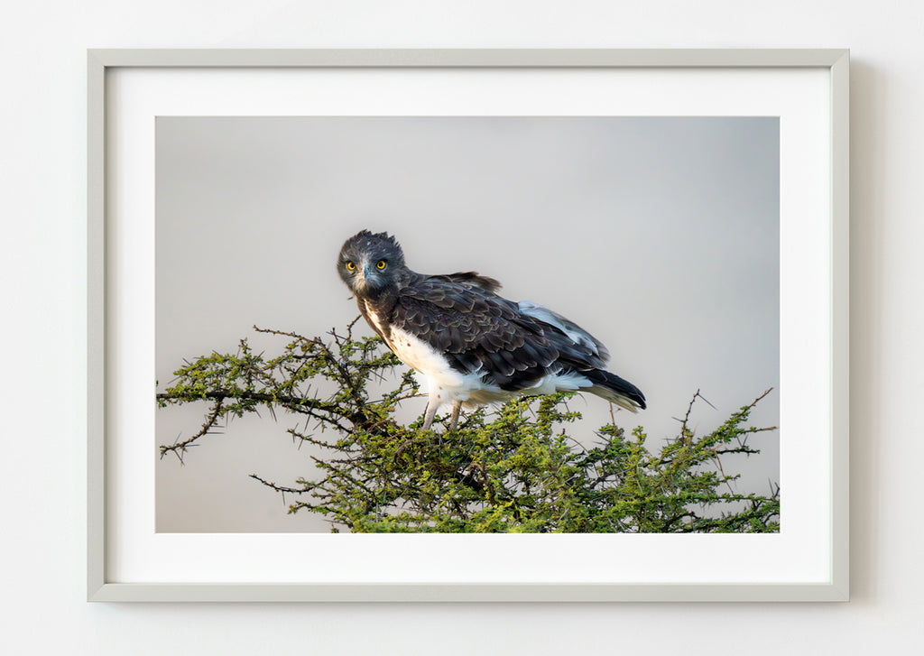 ic:Capture the Wild: Own a Piece of the Serengeti with This Stunning Martial Eagle Fine Art Print