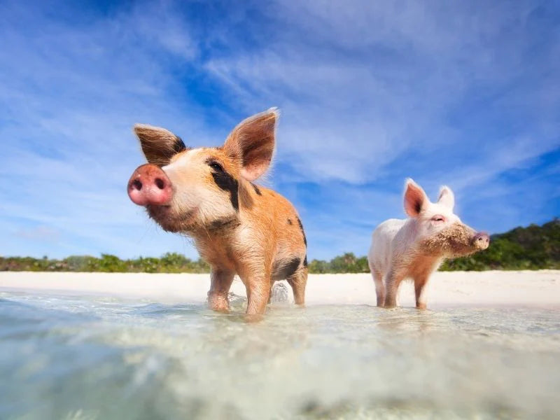 ic: Pigs in the water from a low angle
