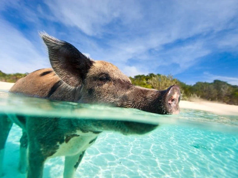 ic: Pig swimming in the clear Bahamas water