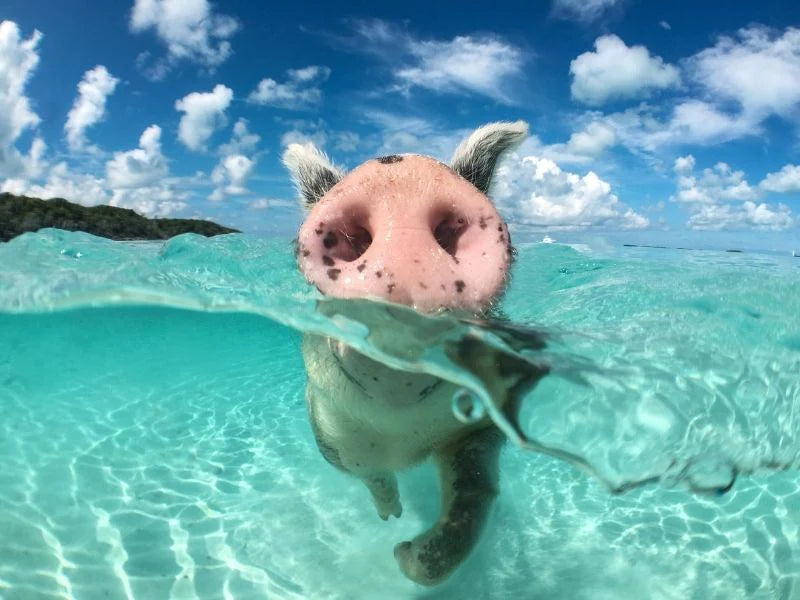 ic: Pig up close as he swims up close