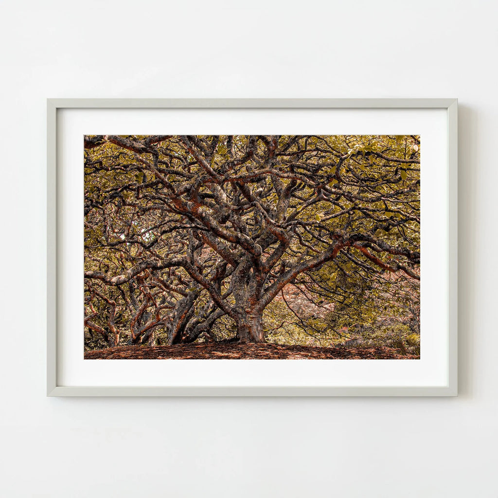 Secluded forest with wild trees | Dan Kosmayer Photo Art Print