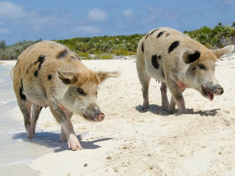 ic: Two pigs walking in the sand on Pig Beach Bahamas