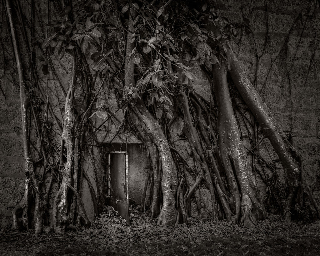 ic:Nature reclaims its realm, as roots enshroud this fortress door, creating a powerful symbol of time, memory, and mysticism.