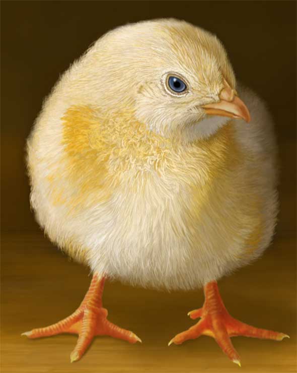 ic:Many hours and brushstrokes later, here's the final painted chick.