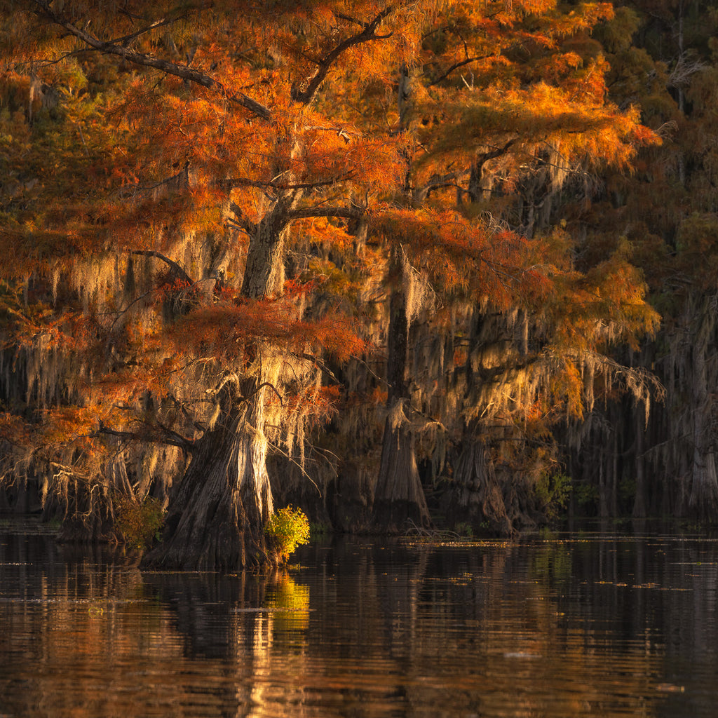 ic:Autumn Radiance: Colorful Cypress Canopy at Caddo Lake at sunset