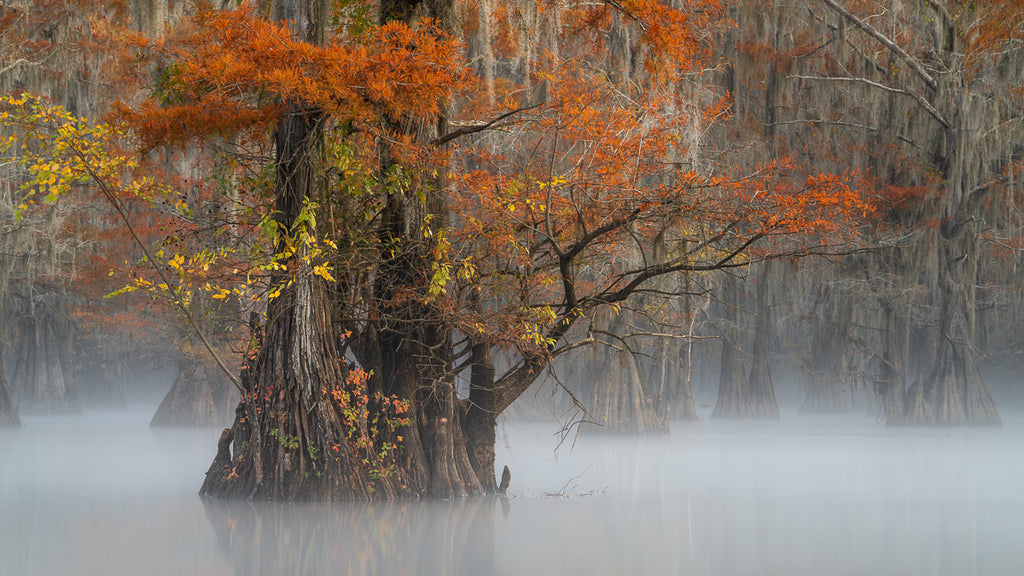 ic:A serene morning where the mist gently embraces the cypress trees, crafting a scene of tranquil, mystical beauty.