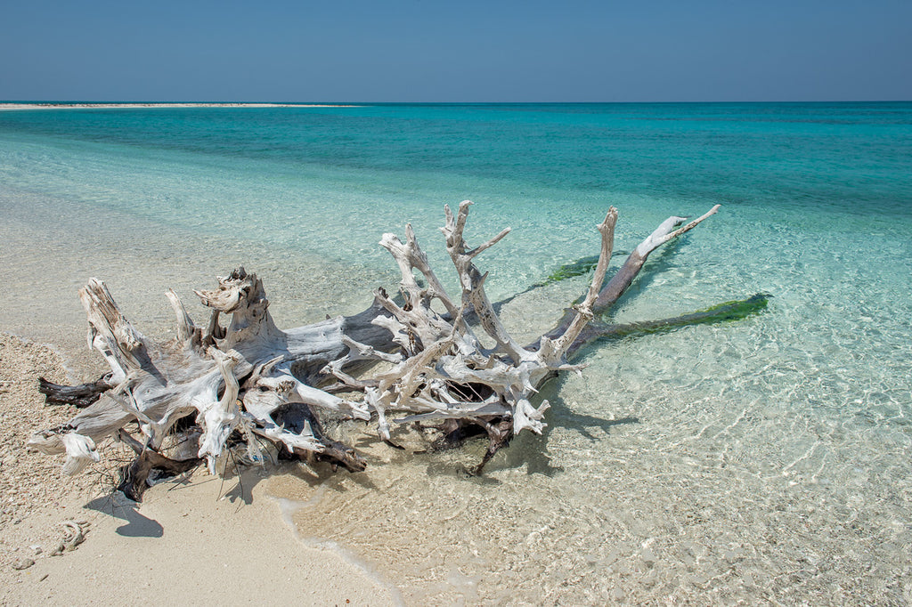 ic:Driftwood Stories at Dry Tortugas