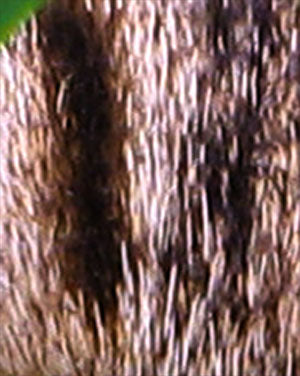 ic:A close-up of the photograph, showing the fur details.