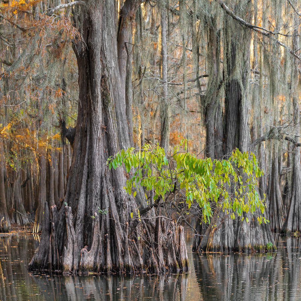 ic:A Lone Green Branch: Contrasts Amidst the Fall Colors of Caddo Lake