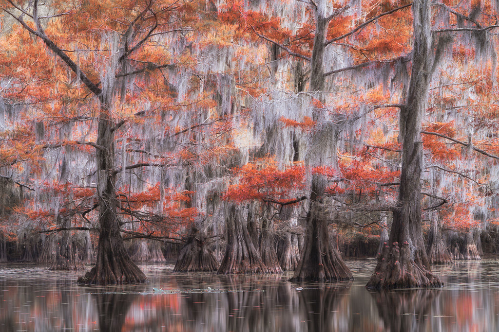 ic:Late Fall Wonders: The Majestic Cypress Forest of Caddo Lake