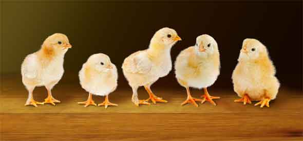 ic:Soft, blurry shadows are cast by the chicks' bodies, while small, hard-edged shadows are cast by their feet.