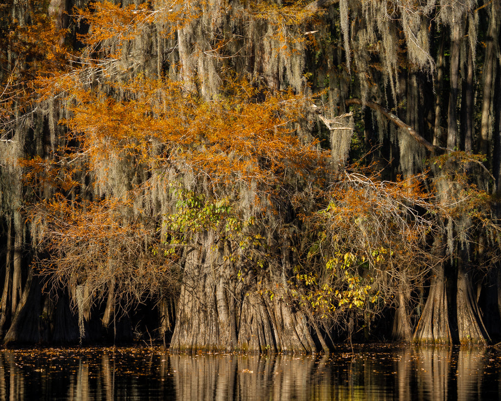 ic:Ethereal Beauty: Spanish Moss and Autumn Hues at Caddo Lake in the Fall