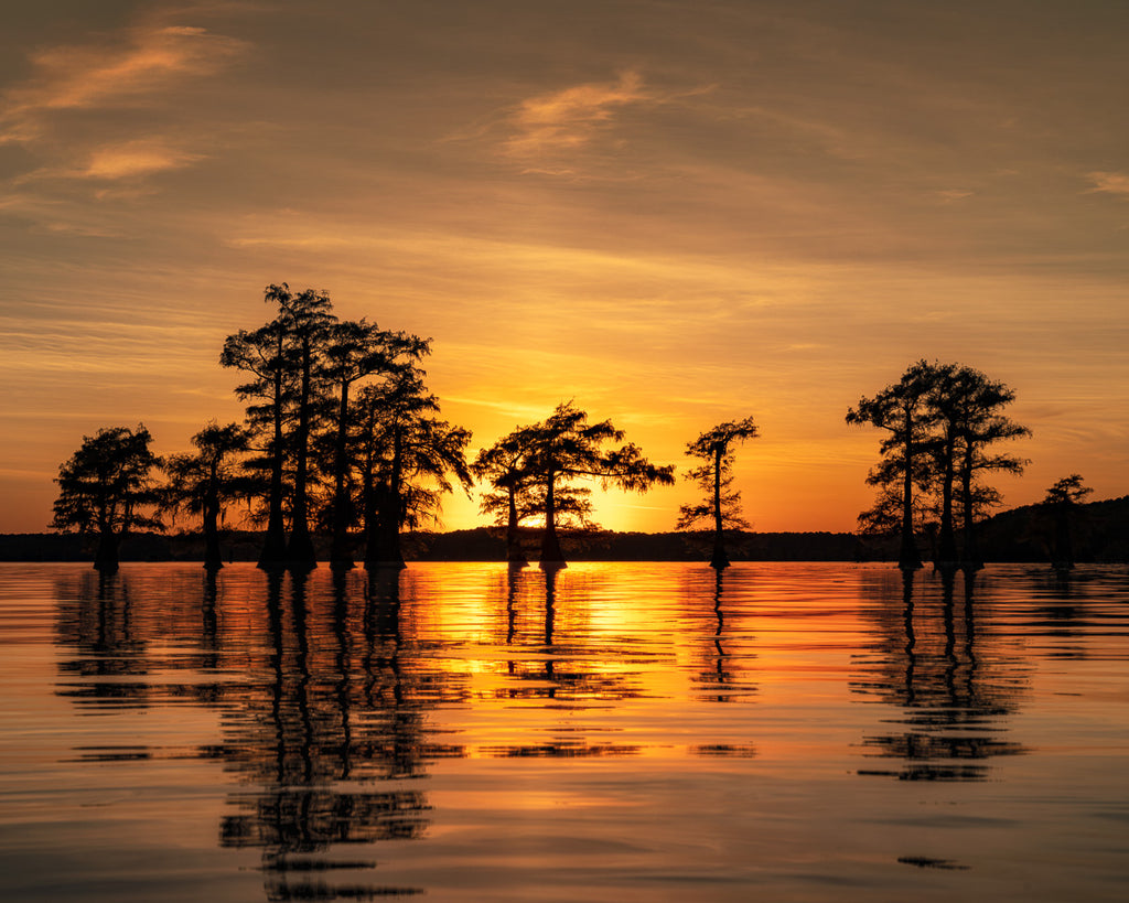 ic:Sunset Serenity: Reflective Cypress Silhouettes with Fall Colors